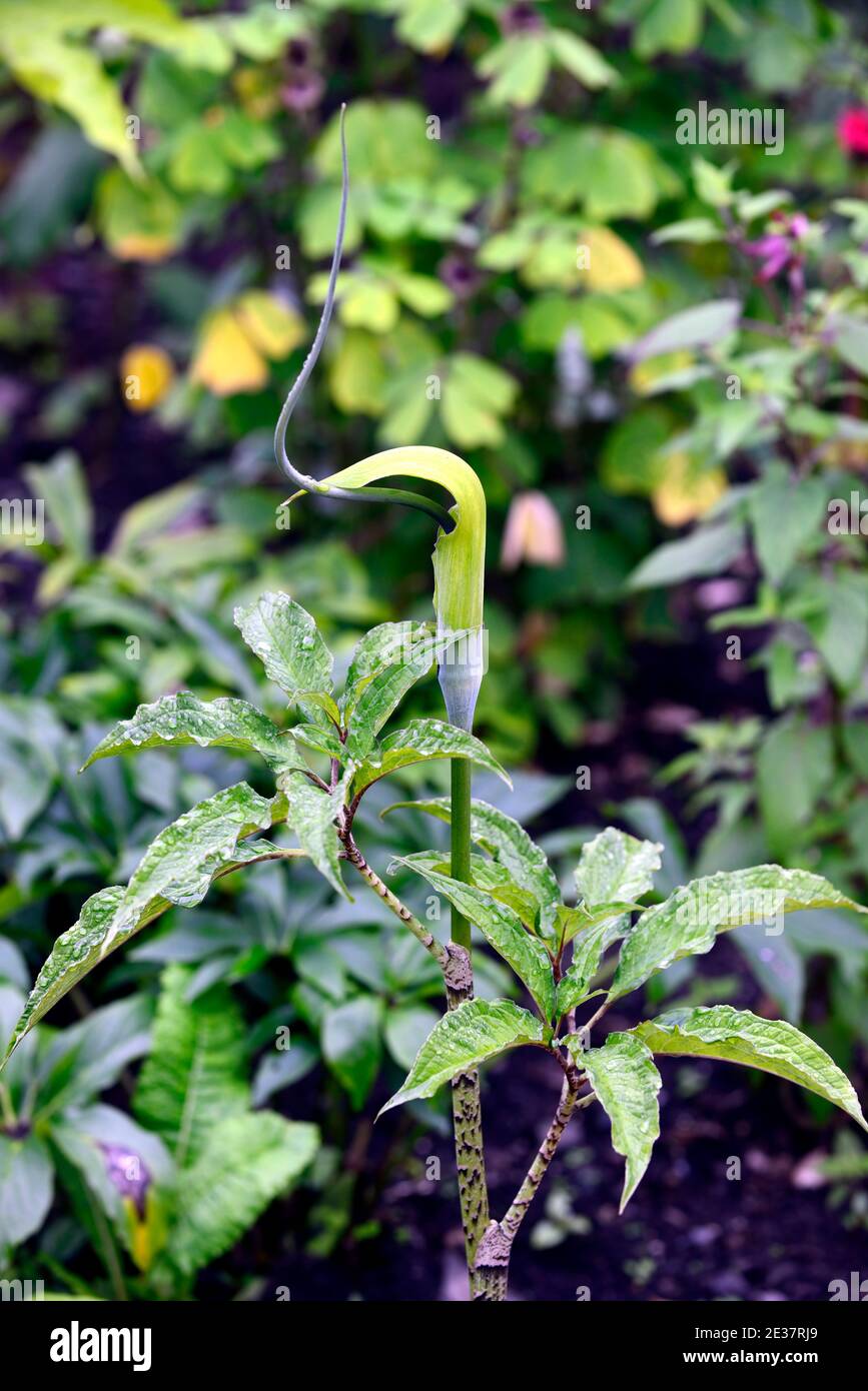 Arisaema Tortuosum, Whipcord Cobra Lily, Spadix, Jack-in-die-Kanzel, grüne Blume, grüne Blumen, Blätter, Laub, exotisch, Blüte, Arum, arams, RM Floral Stockfoto