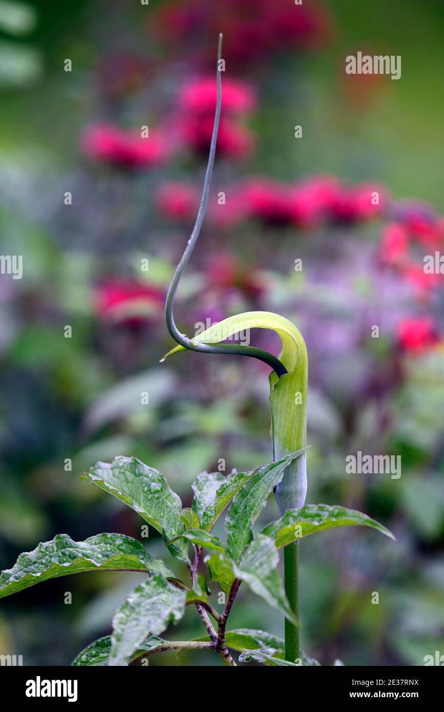 Arisaema Tortuosum, Whipcord Cobra Lily, Spadix, Jack-in-die-Kanzel, grüne Blume, grüne Blumen, Blätter, Laub, exotisch, Blüte, Arum, arams, RM Floral Stockfoto