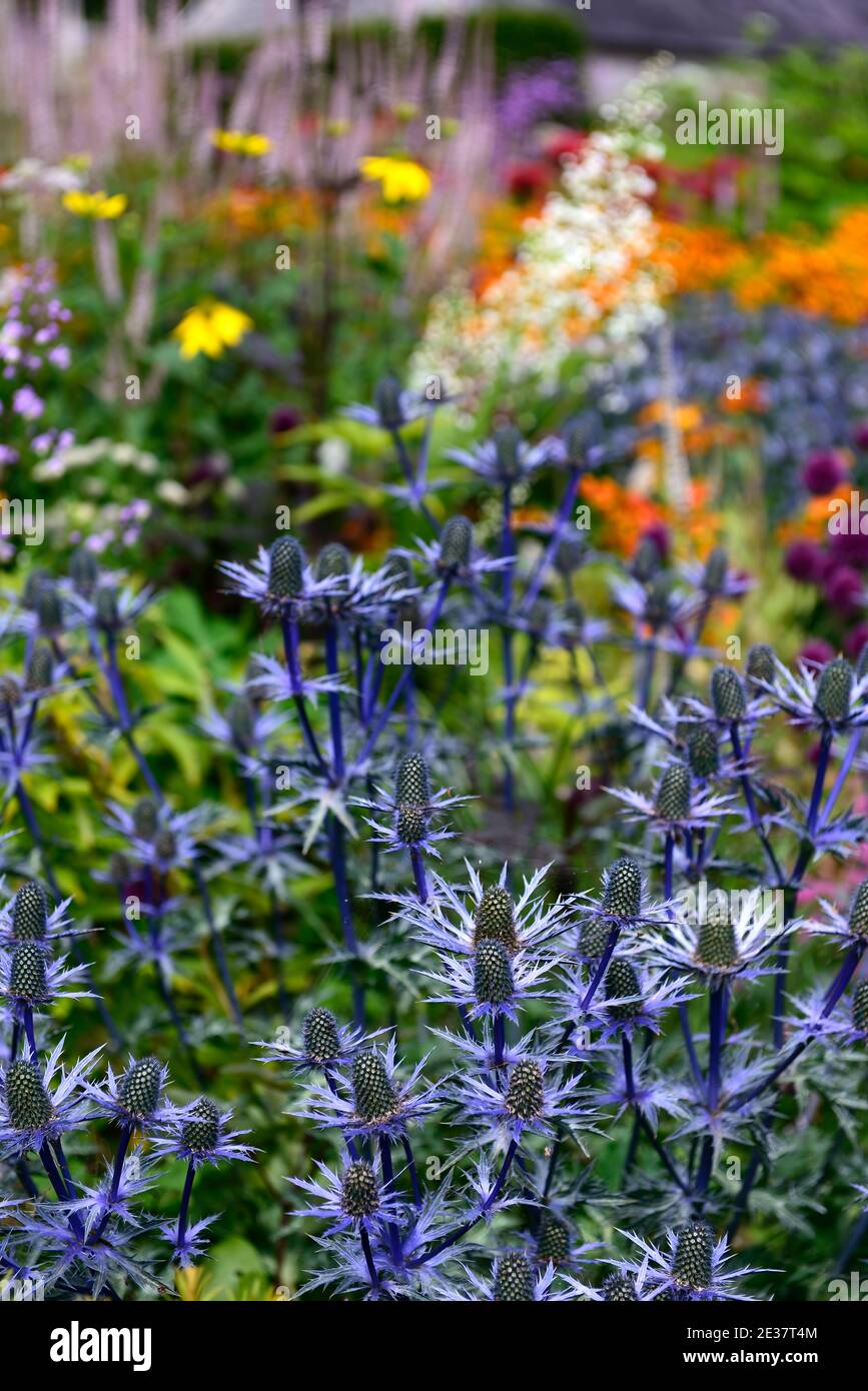 Eryngium X Zabelii Big Blue, Sea Holly, blaue Blumen, blaue Blume, Blüte, Grenze, mehrfarbig, bunt, Farben, Explosion der Farbe, Blumen, Blüte Stockfoto