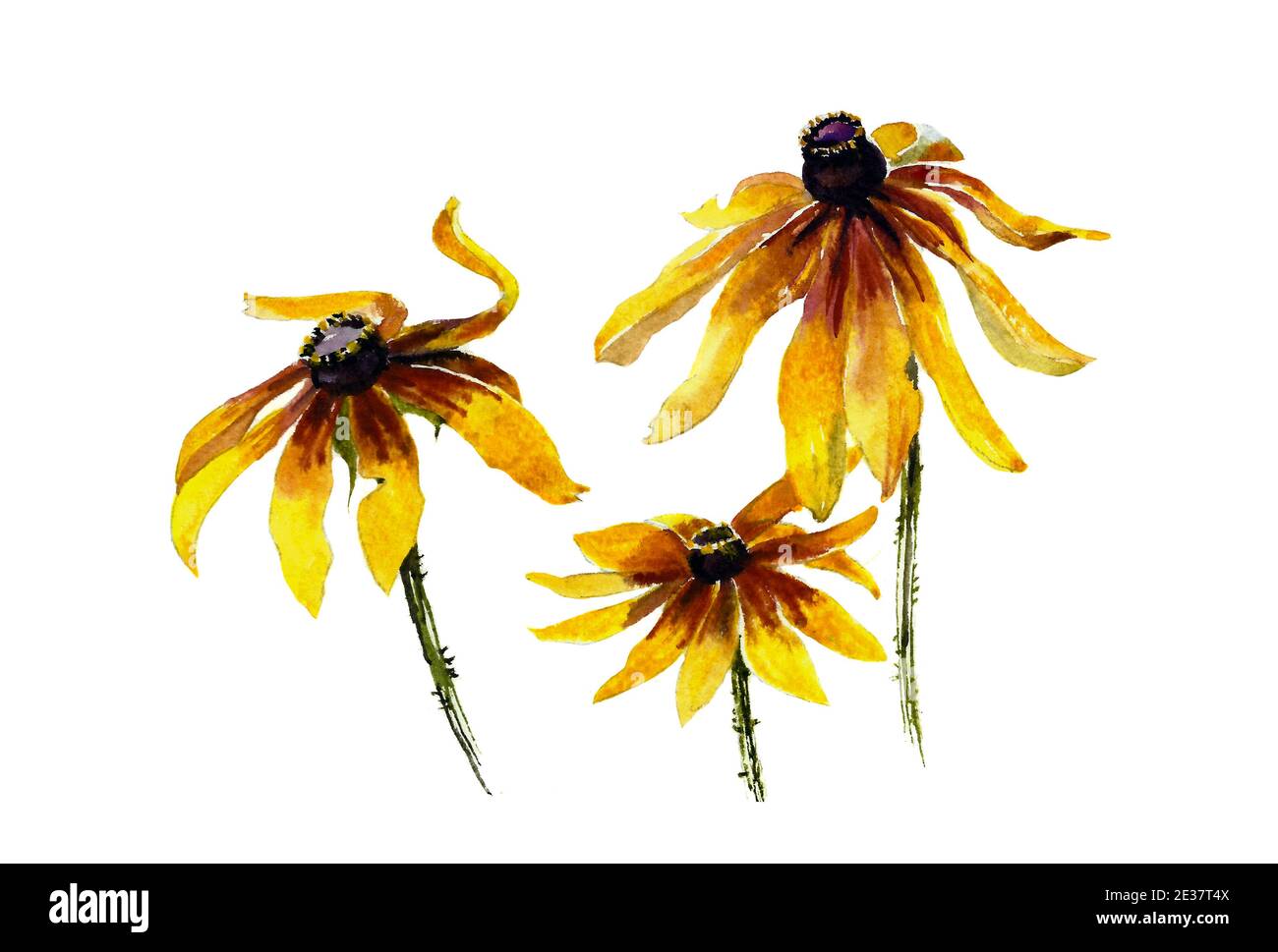 Drei gelbe Rudbeckia Garten Blumen Aquarell malen Stockfoto
