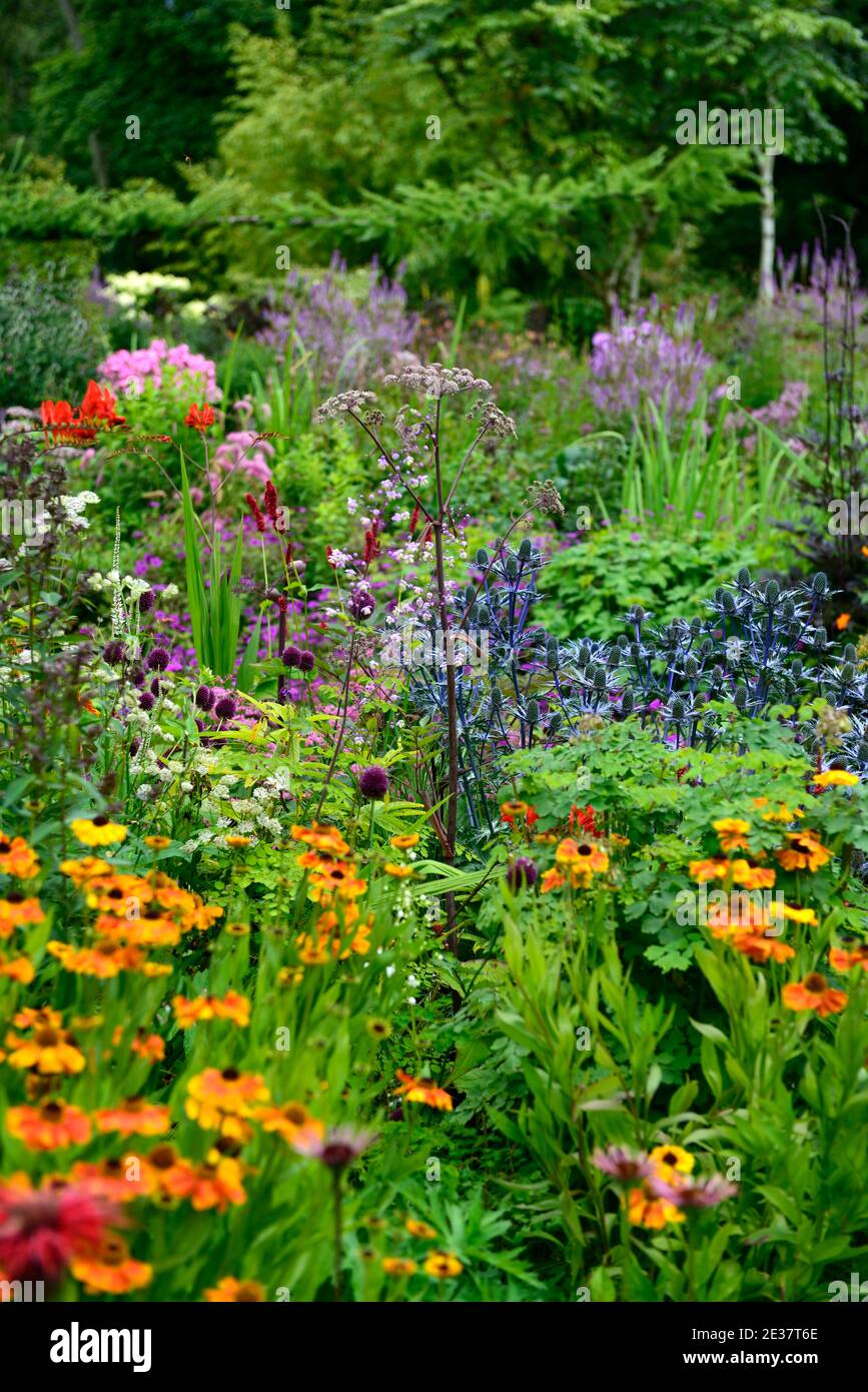 Eryngium X Zabelii Big Blue,Angelica sylvestris purpurea,monarda jacob cline,Helenium Sahin's Frühblüher, Veronicastrum, blau orange rote Blüten, Flo Stockfoto