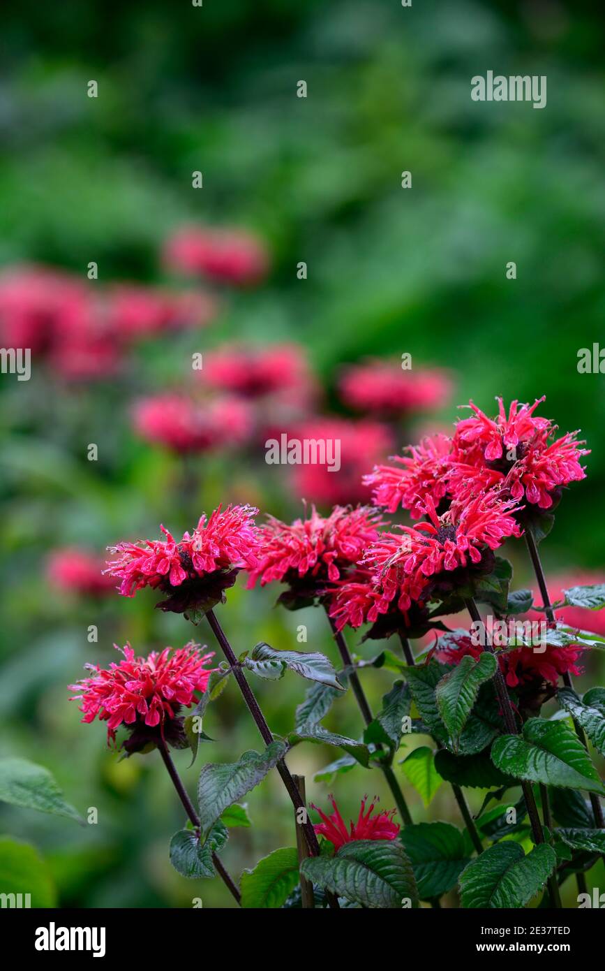Rote Blüten Von Bergamotte Stockfotos und bilder Kaufen Alamy