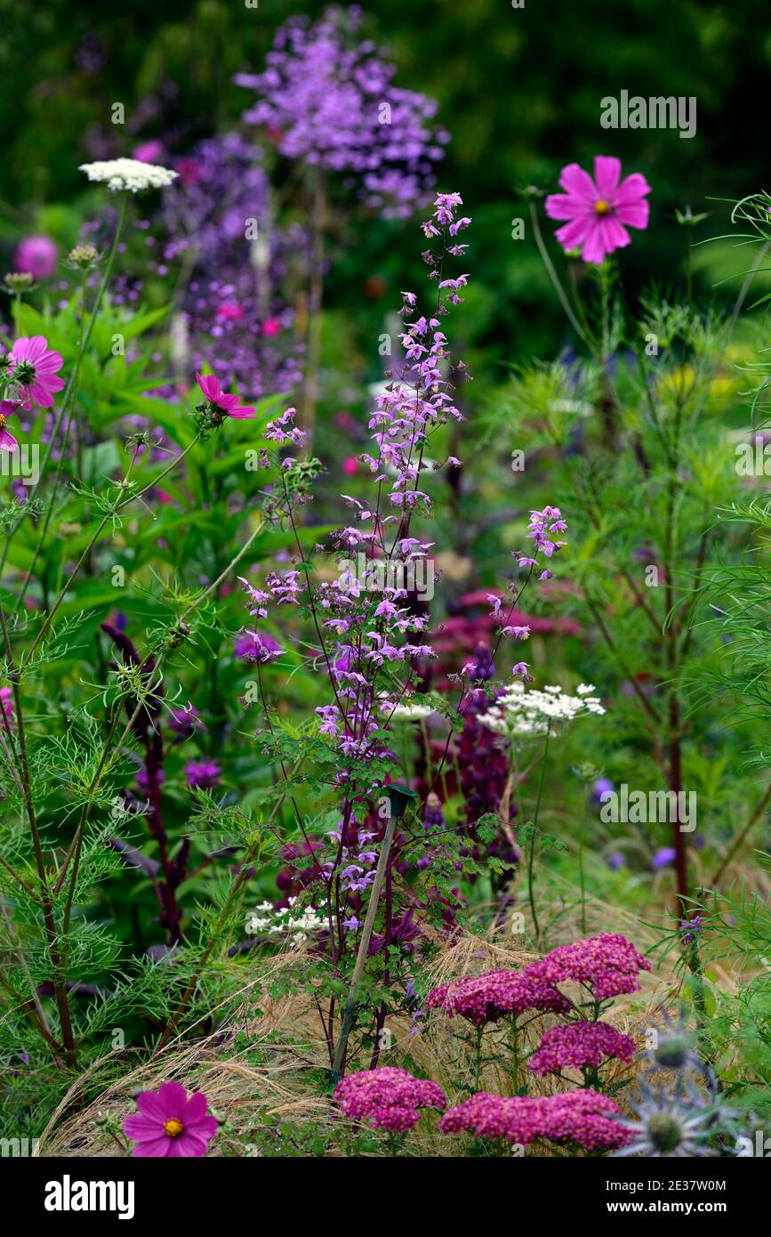 Thalictrum delavayi, Amaranthus cruentus Samtvorhänge, achillea, Cosmos bipinnatus Dazzler, Salvia, gemischtes Bett, gemischter Rand, einjährige Und Stauden, rot b Stockfoto