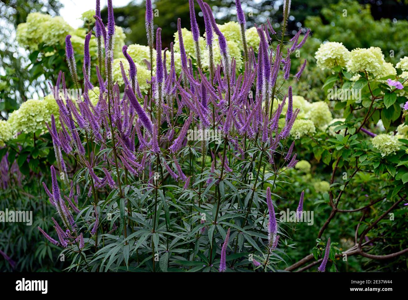 Veronicastrum virginicum Faszination, Culver-Wurzel, Fliederblau, Fliederblaue Trauben, Blumen, Blüte, Stiele, RM Floral Stockfoto