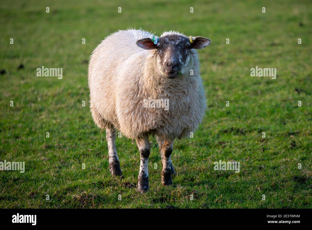 Brighton, 15. Januar 2021: Ein Schaf in der Sussex-Landschaft bei Saddlescombe, in der Nähe von Brighton Stockfoto