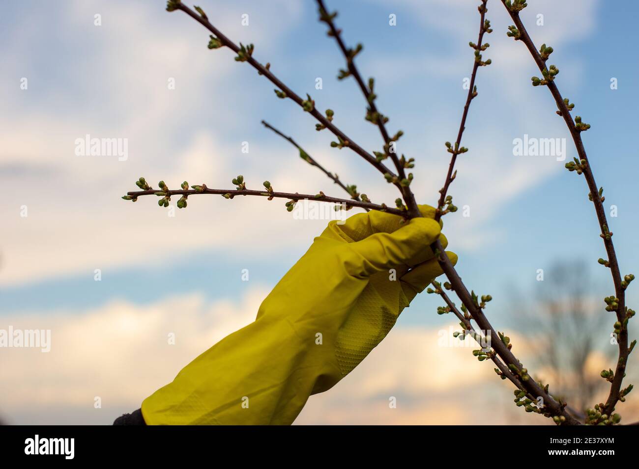 Hand in gelben Handschuhen halten einen Pflaumenbaum Ast entgegen Der blaue Himmel Stockfoto