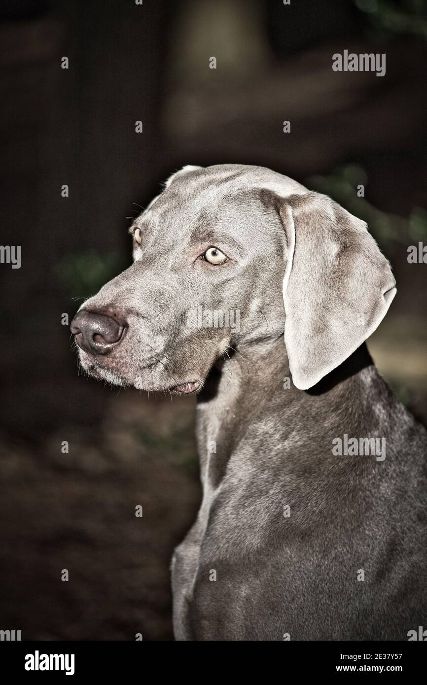 Weimaraner Stockfoto