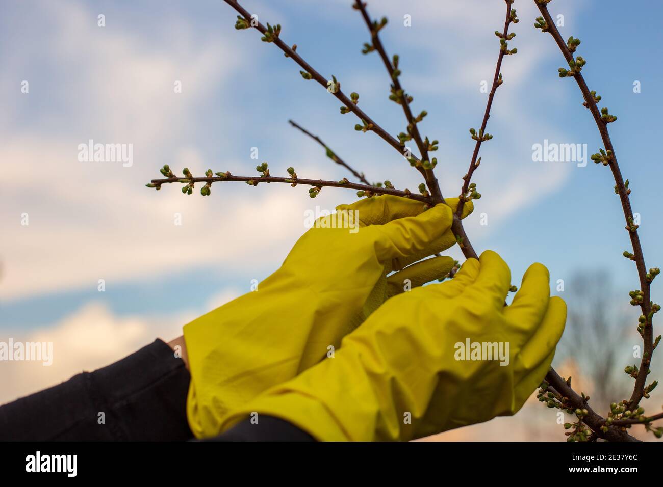 Hände in gelben Handschuhen halten einen Pflaumenbaum-Ast an Der blaue Himmel Stockfoto