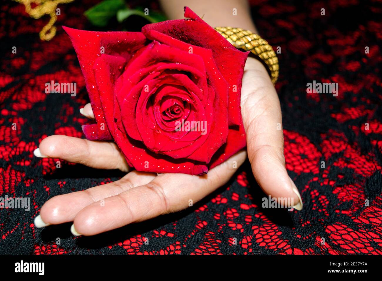 Frau Hand mit goldenen Armreifen halten rote Rose, Valentin'es Tageskonzept. Stockfoto