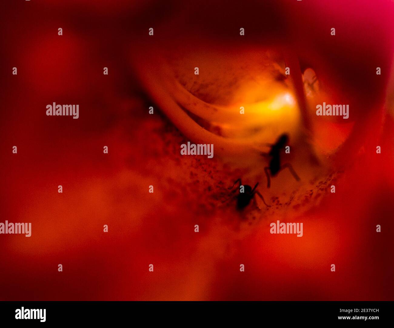 Las Vegas, NV, USA - 19. März 2016: Extreme Nahaufnahme des Inneren einer Blüte - Kreuzrebe, Tangerine Beauty, Bignonia capreolata - mit zwei Explo Stockfoto