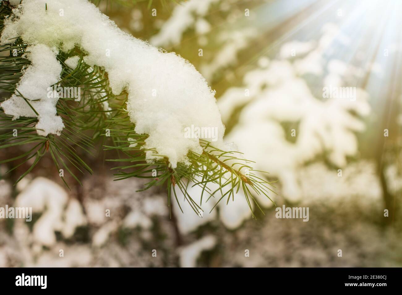 Wintergarten. Schnee auf Nadelbäumen. Januar im polnischen Garten. Stockfoto