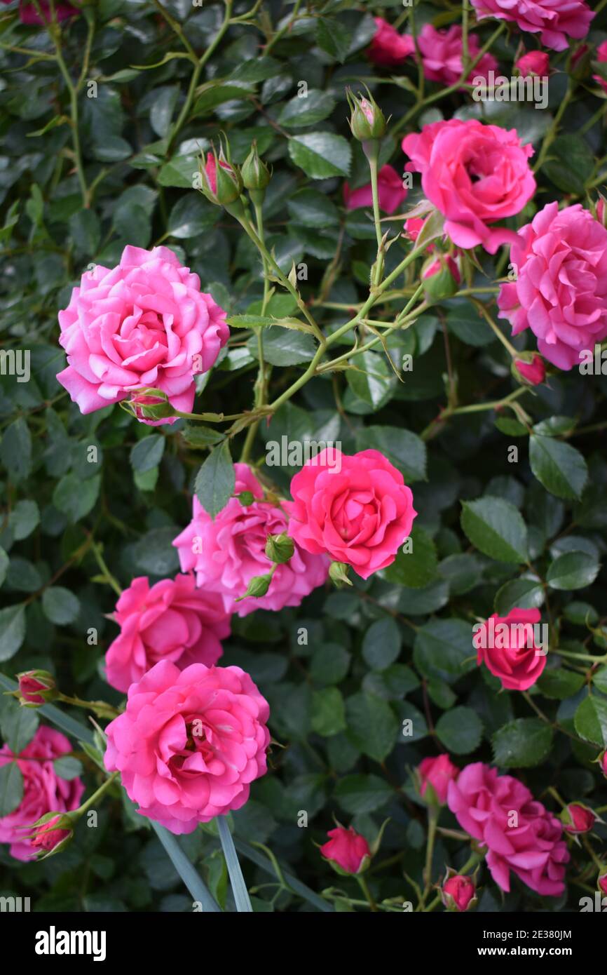 Kleine rosa Rosen Nahaufnahme. Rosenblüten und rosa Blüten mit grünen  Blättern im Garten. Kleine rosa Rosen im Garten Stockfotografie - Alamy