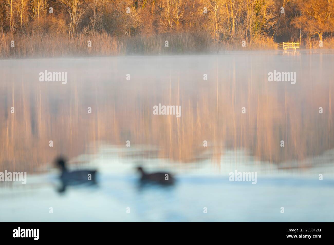 See von Banyoles (Estany de Banyoles) bei Sonnenaufgang. Banyoles, El Pla de l'Estany, Girona, Katalonien, Spanien, Europa Stockfoto