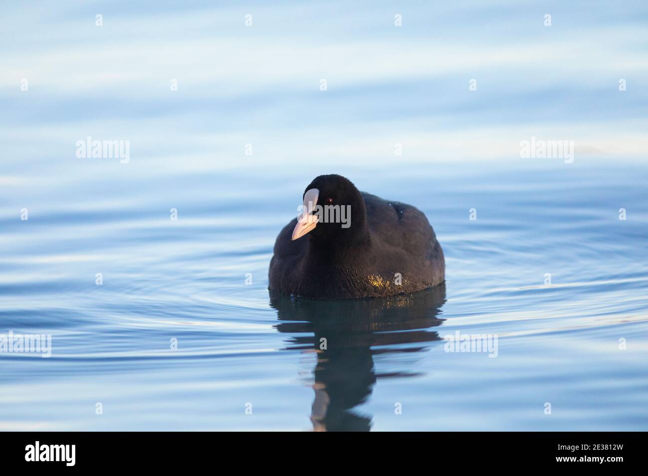 Eurasischer Ruß (Fulica atra) beim Sonnenaufgang. See von Banyoles (Estany de Banyoles), Pla de l'Estany, Girona, Katalonien, Spanien, Europa. Stockfoto