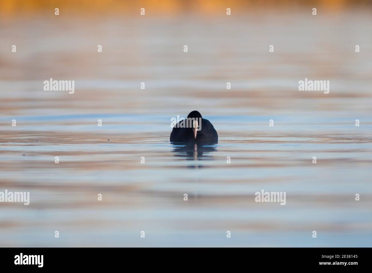 Eurasischer Ruß (Fulica atra) beim Sonnenaufgang. See von Banyoles (Estany de Banyoles), Pla de l'Estany, Girona, Katalonien, Spanien, Europa. Stockfoto