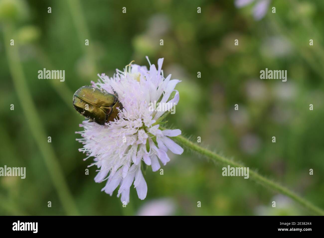 Blumenkäfer. Cetonia aurata, genannt der Rosenkäfer oder der grüne Rosenkäfer, ist ein Käfer, 20 mm lang, der einen metallisch strukturgefärbten gre hat Stockfoto