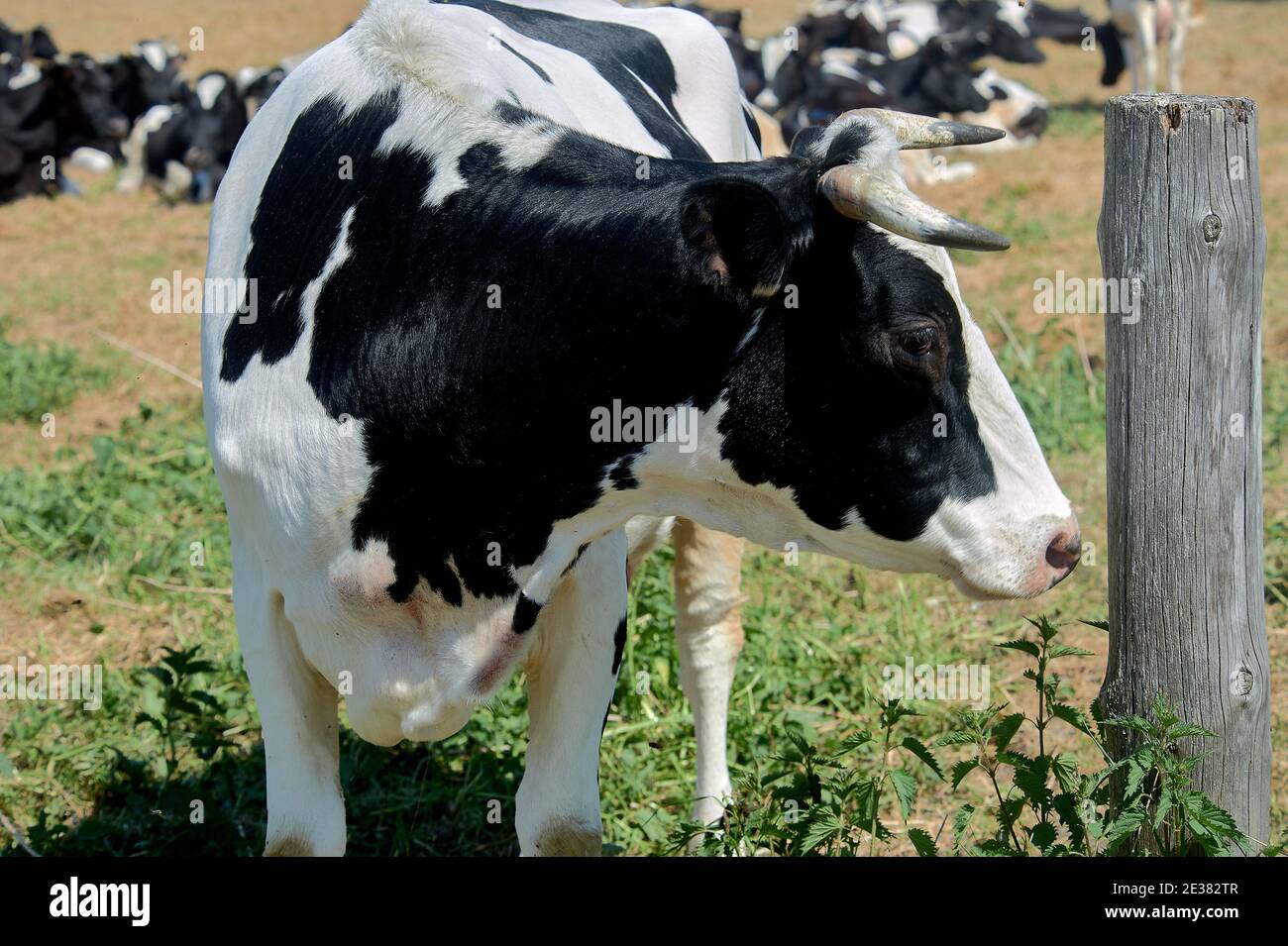Kuh auf dem Hintergrund einer Herde Kühe in Eine Wiese Stockfoto