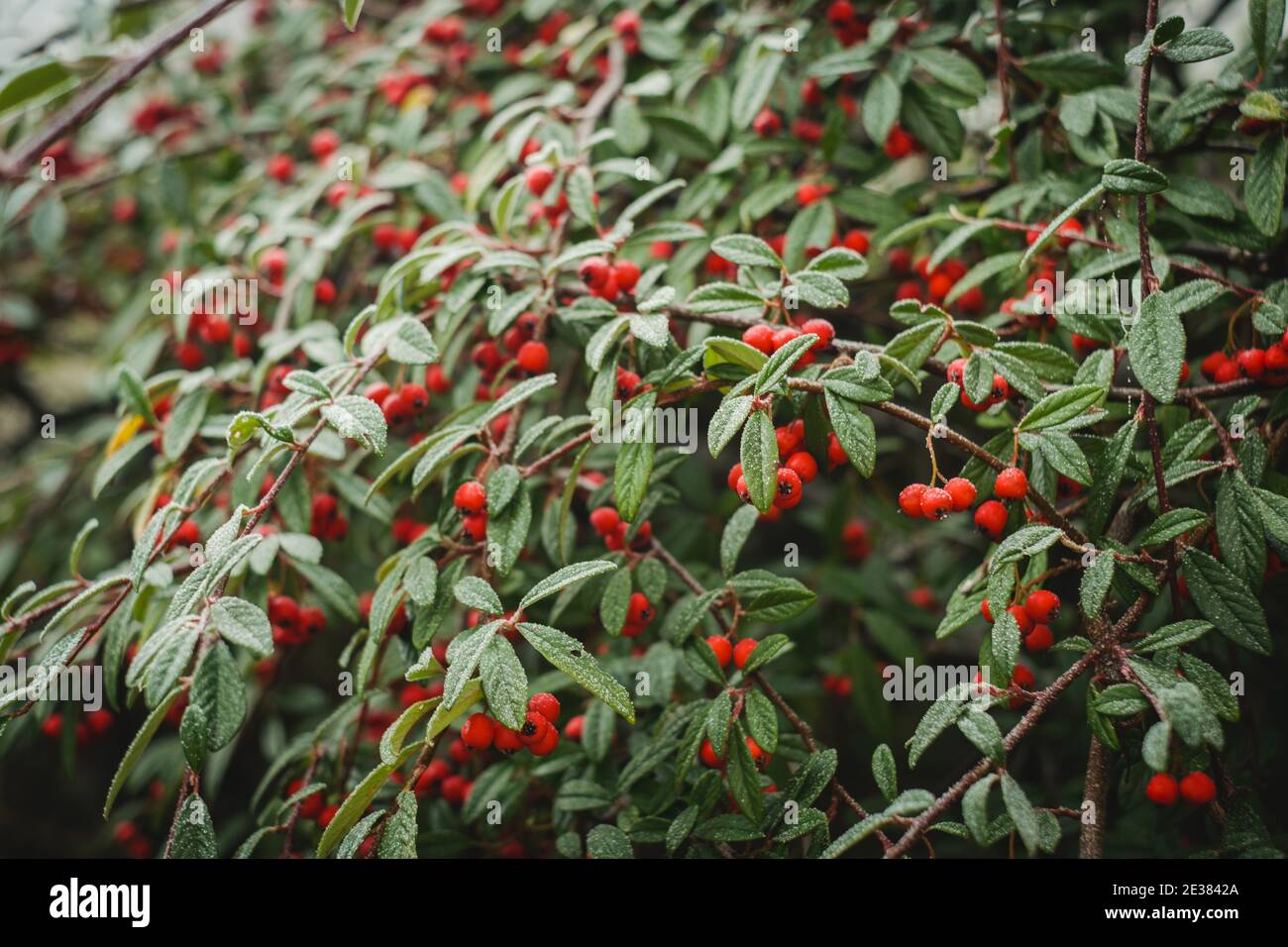 Wilde Winterbeeren, mit mattierten Blättern Stockfoto