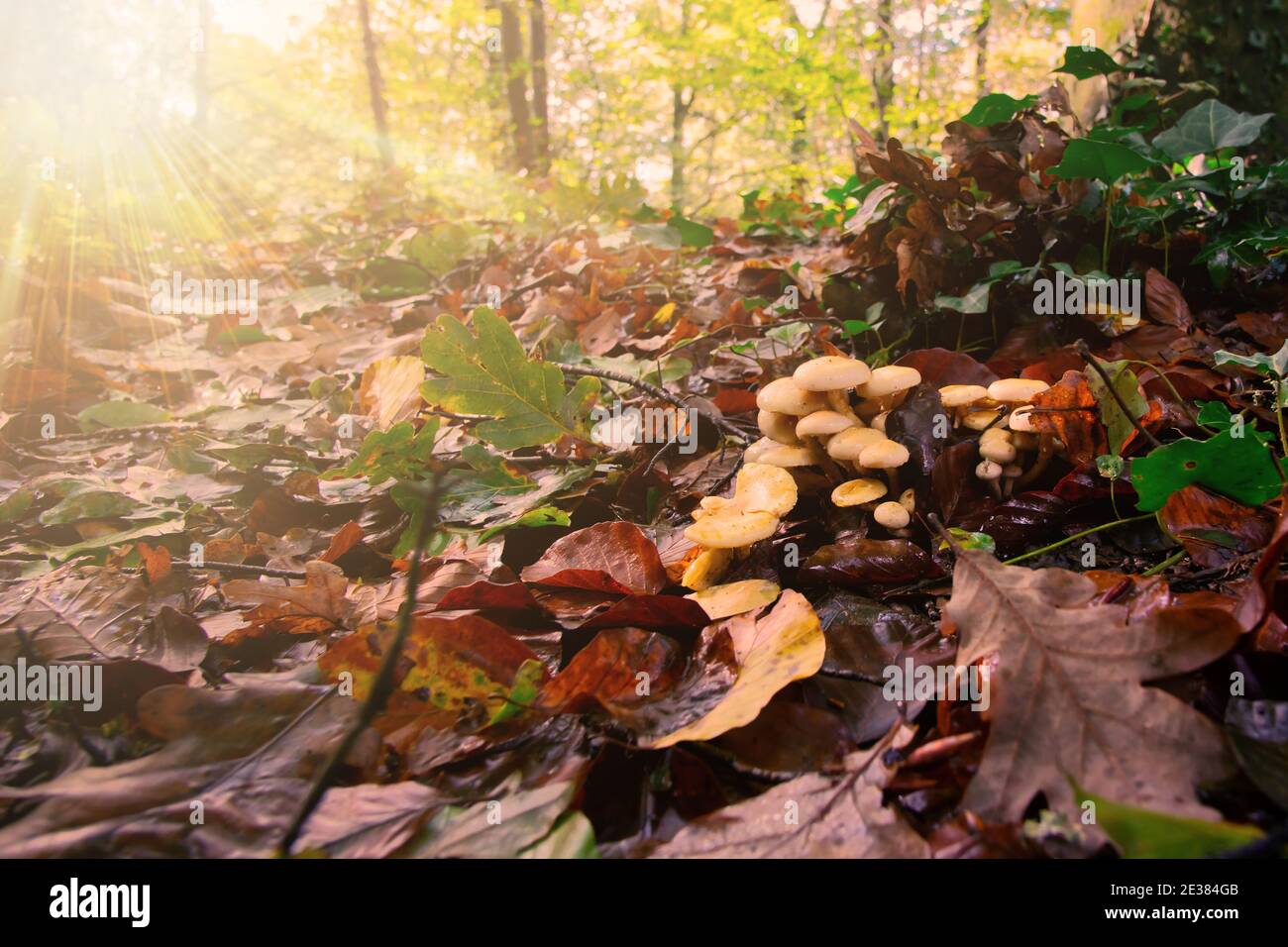 Kleine Pilze im Unterholz. Abgestorbene Blätter in der Hintergrundbeleuchtung. Stockfoto