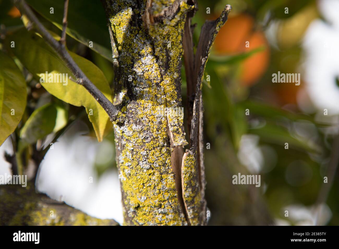 Grüner Pilz auf der Rinde eines Mandarinenbaums Stockfoto