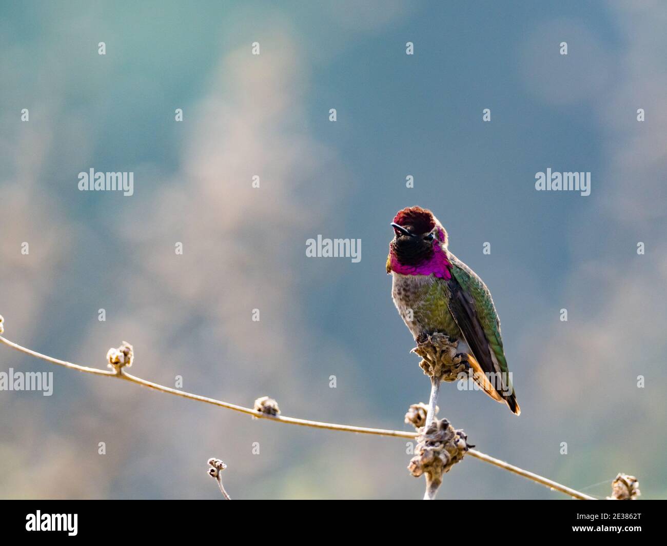 Annas Kolibri, Calypte anna, ein Vogel, der in La Jolla, Kalifornien, USA, seine prächtigen Gorget-Federn zeigt Stockfoto
