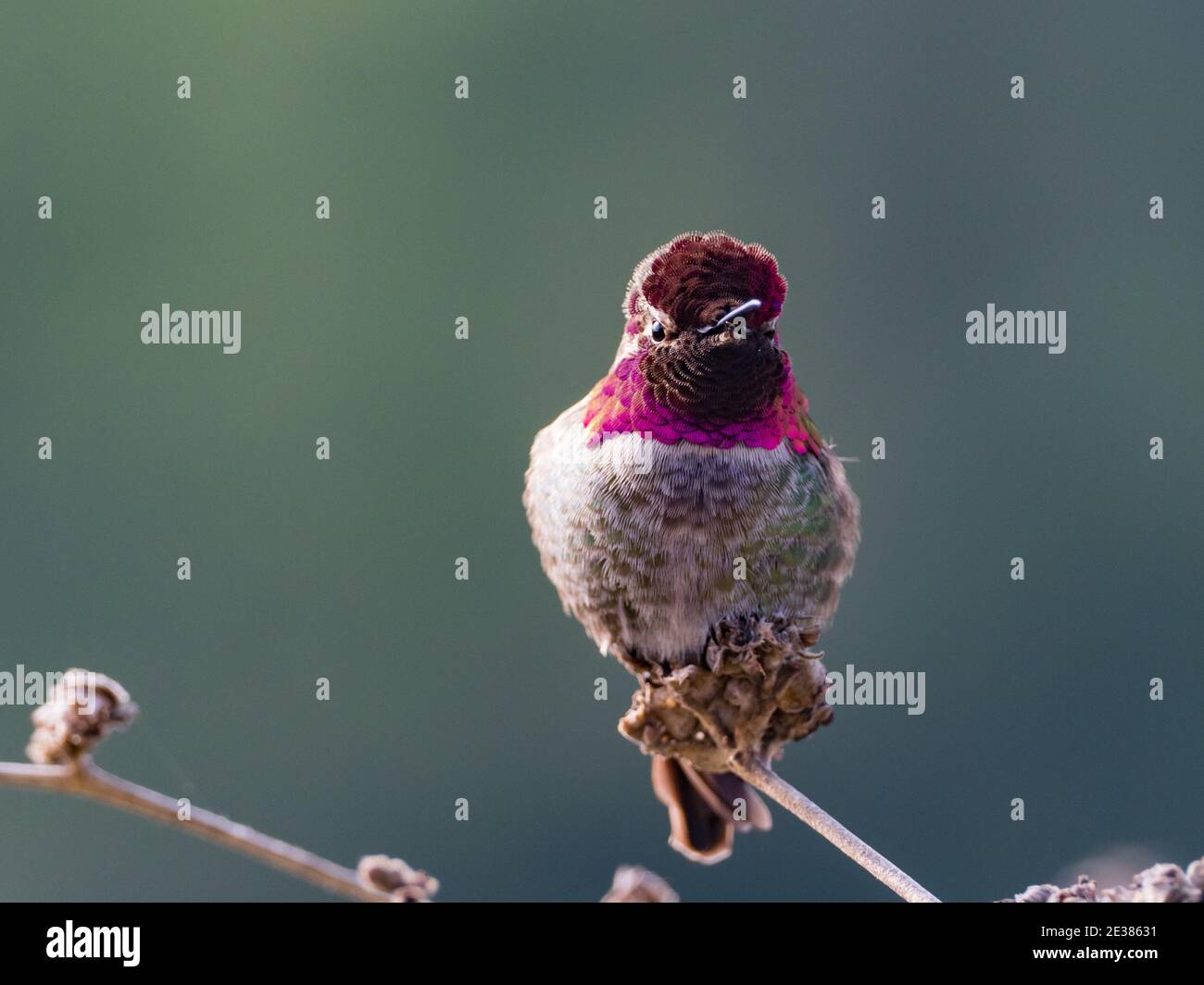 Annas Kolibri, Calypte anna, ein Vogel, der in La Jolla, Kalifornien, USA, seine prächtigen Gorget-Federn zeigt Stockfoto