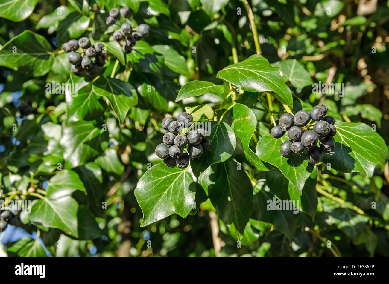 Schwarze Beeren auf Klettereifeu in der Wintersonne in einer Hecke in Hampshire, Großbritannien. Stockfoto