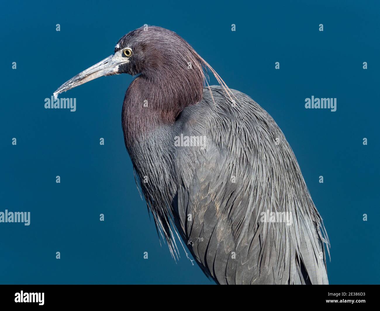 Kleiner Blaureiher, Egretta caerulea, entlang des San Diego Flusses, Ocean Beach, San Diego, Kalifornien, USA Stockfoto