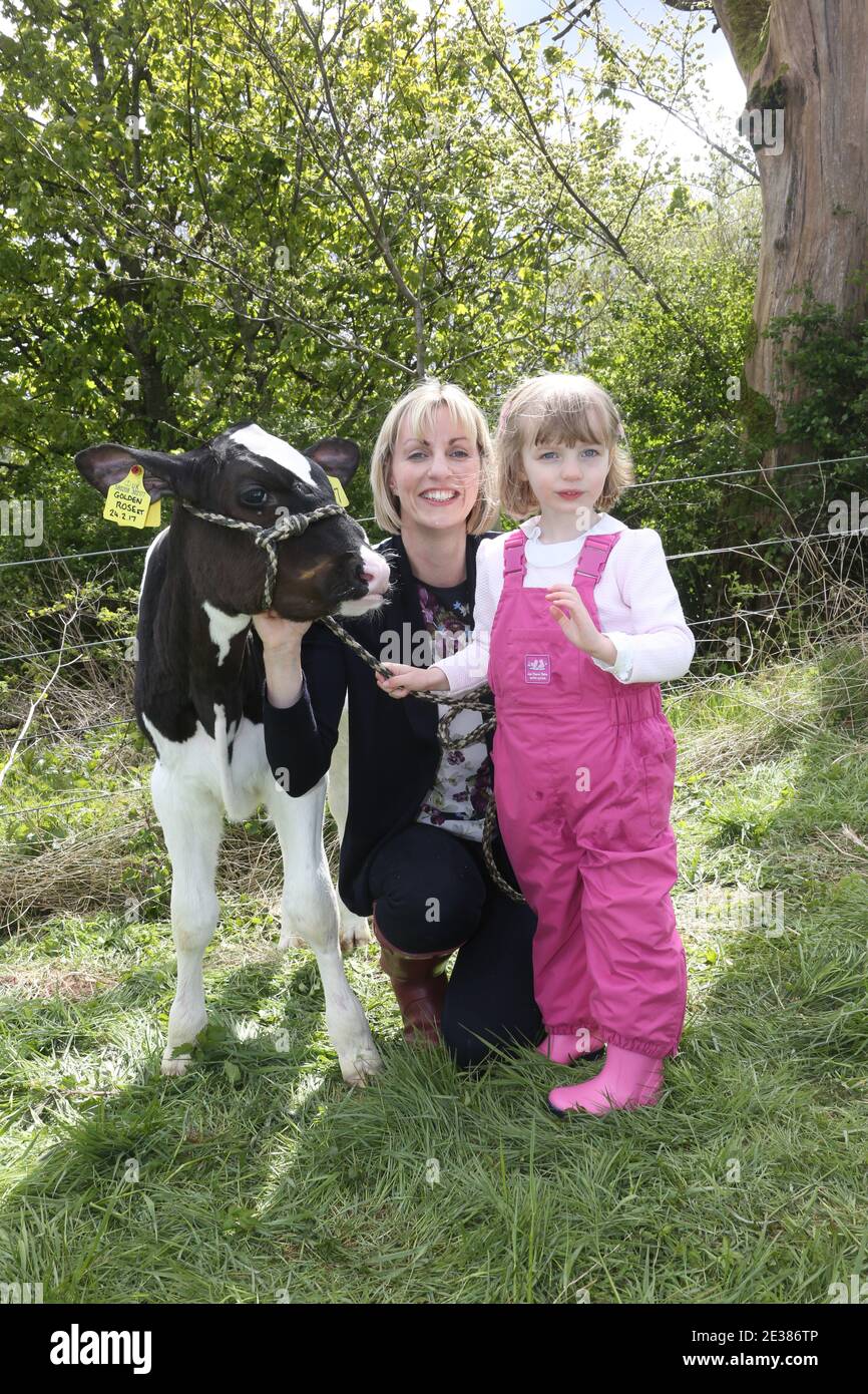 Muirkiirk, East Ayrshire, Schottland, Großbritannien, Village landwirtschaftliche Show, lokale Bauern und ihre Familien treffen und konkurrieren mit Vieh, Schafe und Rinder auf der Ausstellung. Kleines Mädchen in rosa Latzhose mit ihrer Mutter und Haustier Kalb Stockfoto