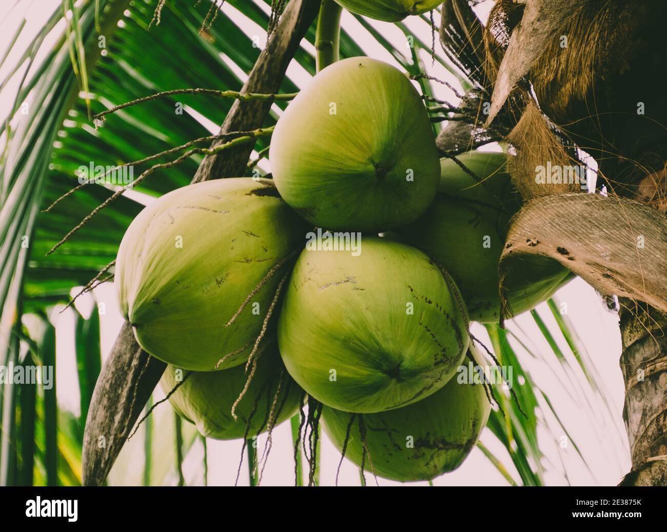Nahaufnahme von einem Haufen junger Kokosnüsse, die daran hängen Eine Palme Stockfoto