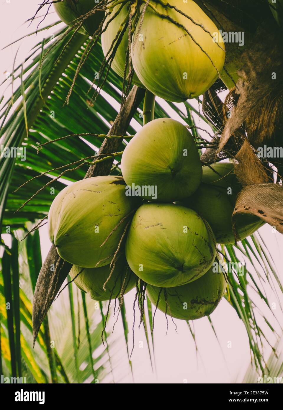 Nahaufnahme von einem Haufen junger Kokosnüsse, die daran hängen Eine Palme Stockfoto