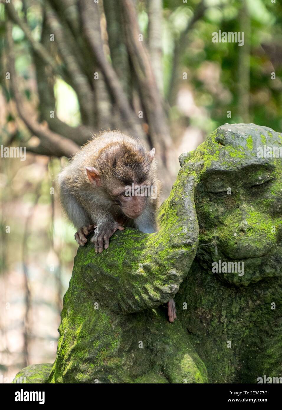 Niedlicher kleiner Baby Makaken-Affe, der eine Statue im Affenwald in Ubud, Bali klettert Stockfoto