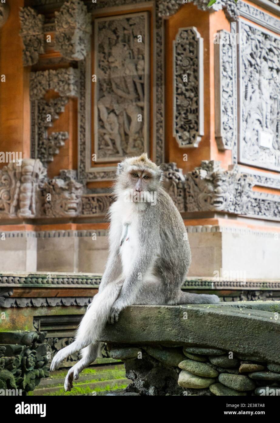 Balinese Longtail Affe sitzt vor dem Tempel und sieht nachdenklich aus Und gelangweilt Stockfoto