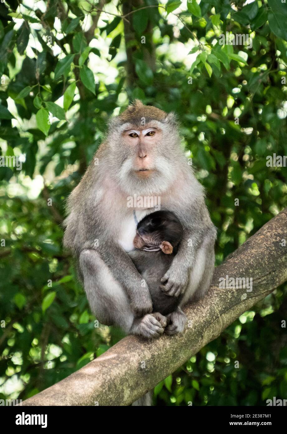 Makaken Affen Mutter mit Neugeborenen in ihren Armen Stockfoto