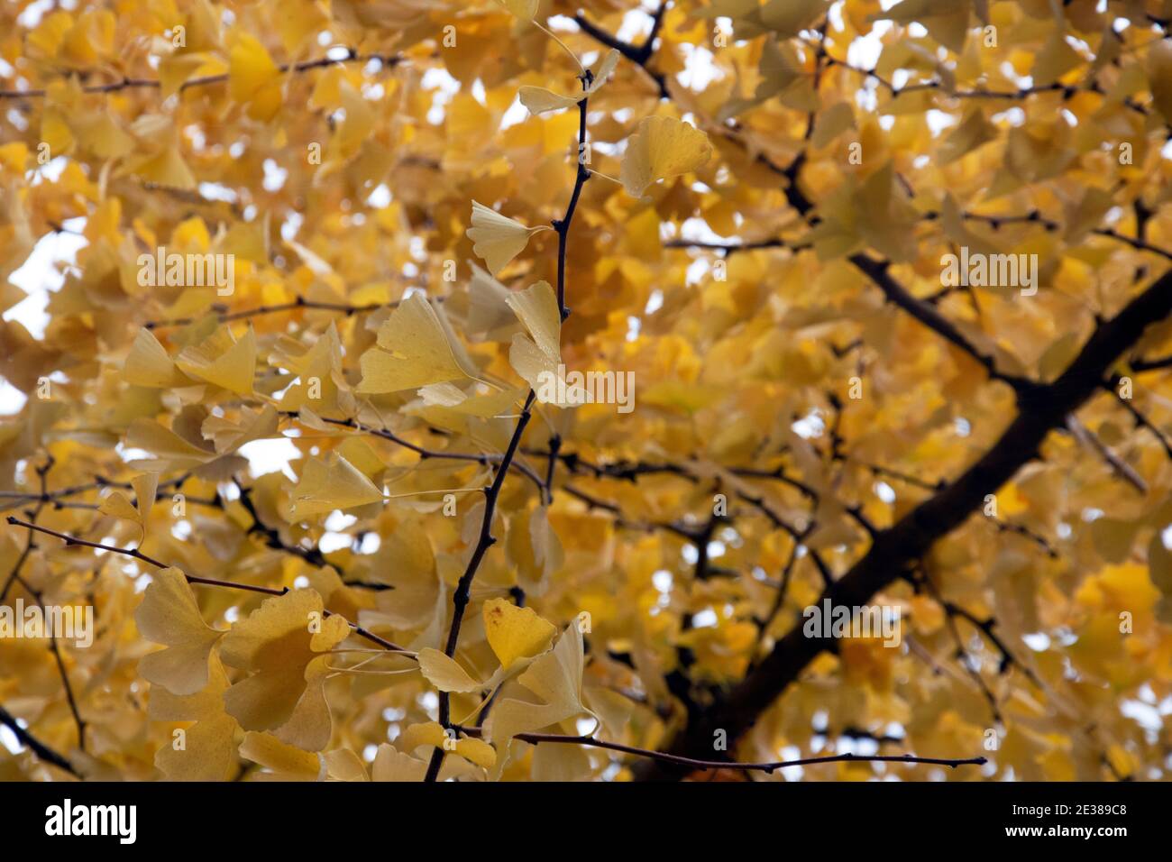 Zarte gelbe Blätter auf Ästen Stockfoto