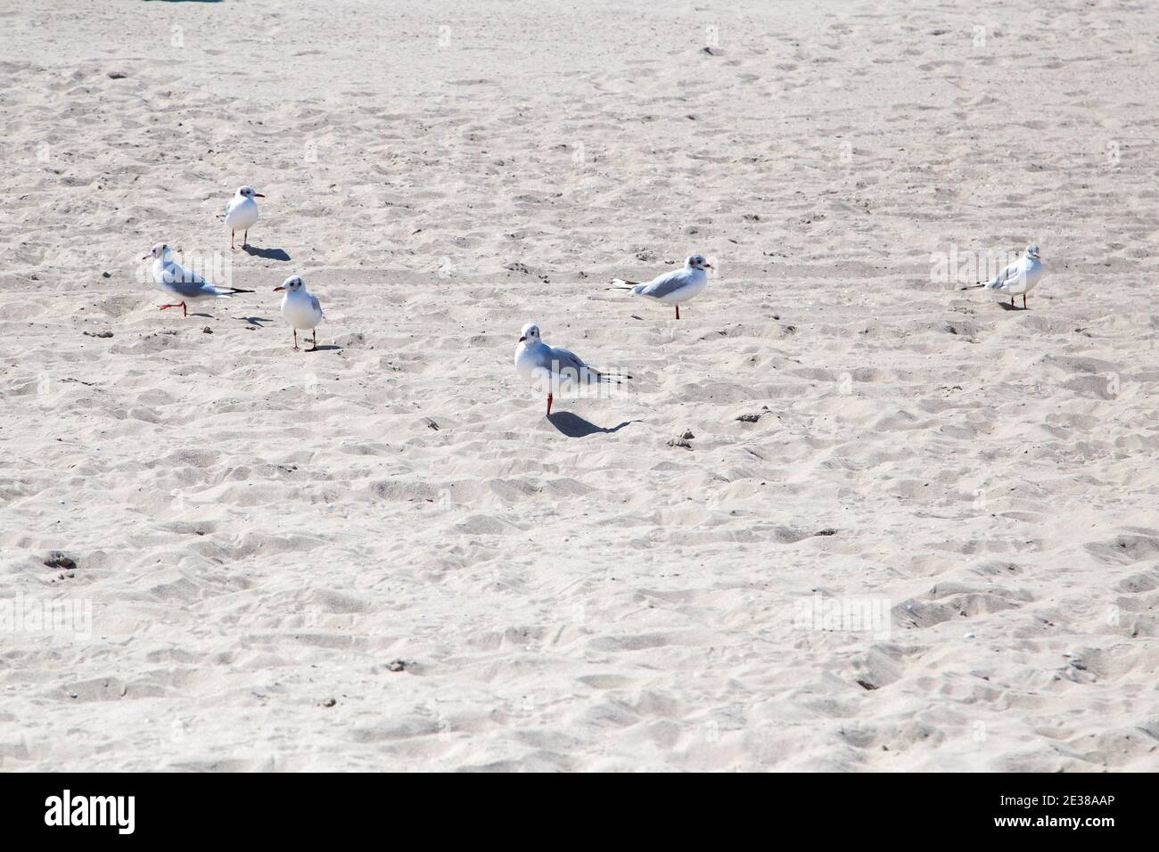 Möwen liegen am Strand bei Zempin auf Nahrung von Badegäste. Stockfoto