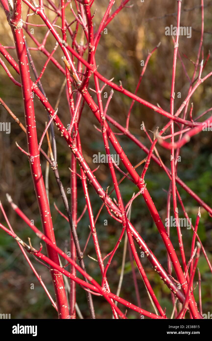 Cornus sanguinea, roter Zweig aus braunem Hundehühnchen, Großbritannien, im Winter Stockfoto