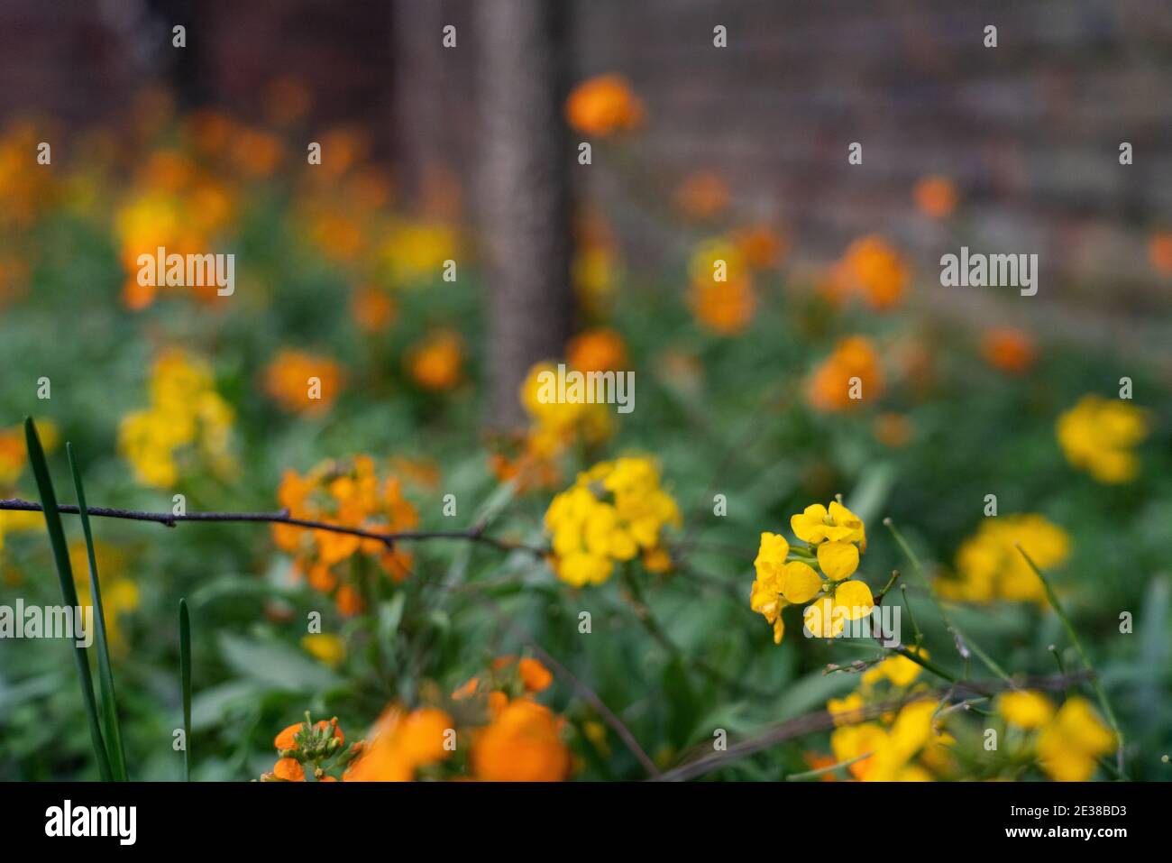 Gelbe und orange Winterblumen Stockfoto