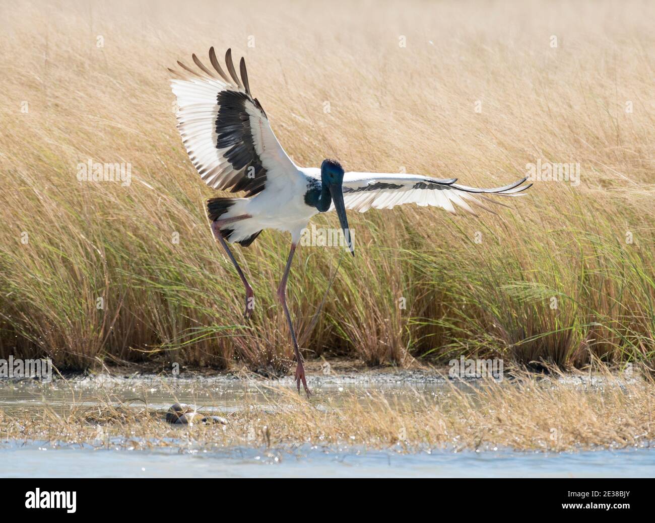 Jabiru oder Schwarzhalsstorch in karumba, queensland, Australien. Stockfoto