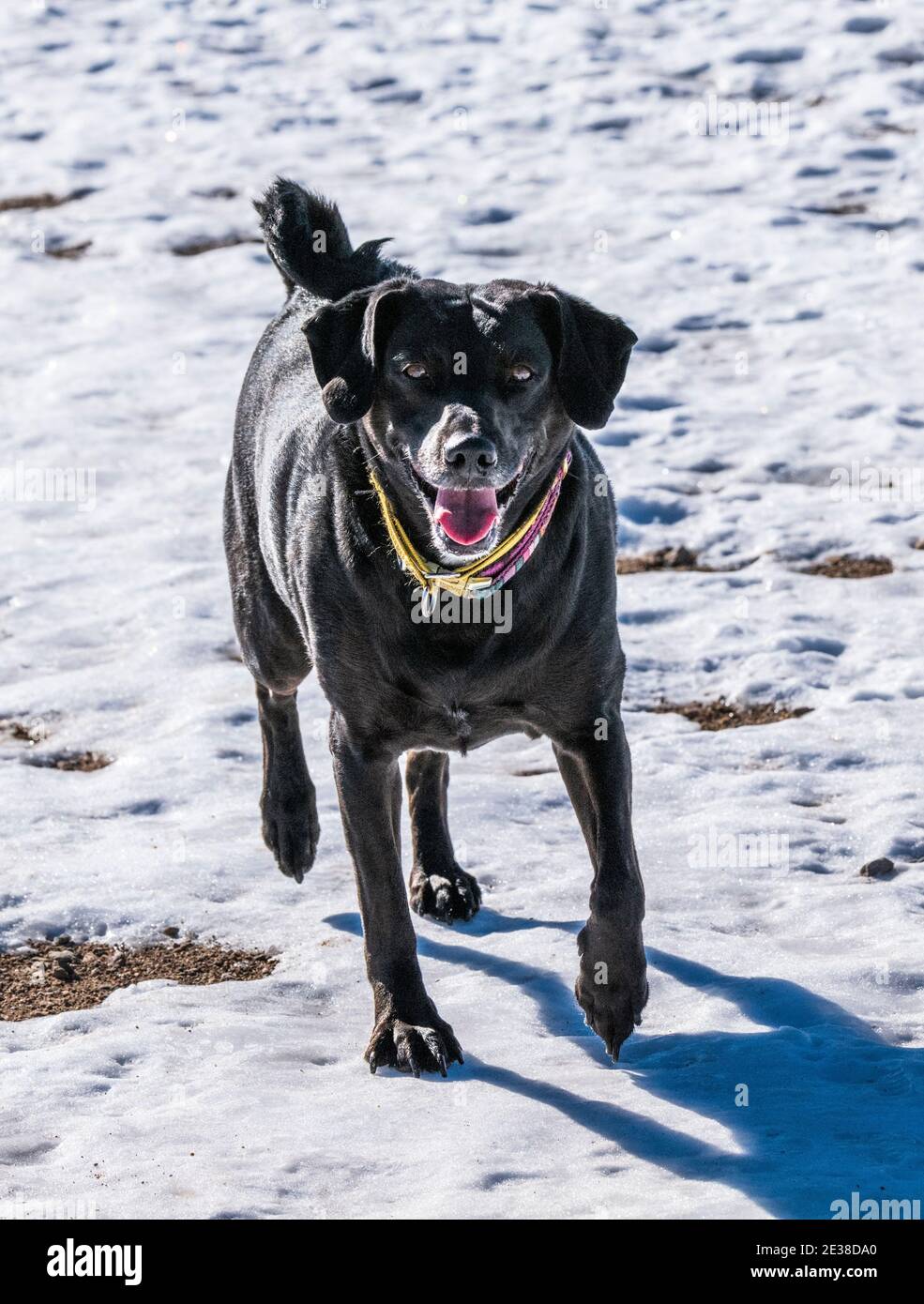 Großer schwarzer Mischlingshund, der auf einer zentralen Colorado Ranch läuft; USA Stockfoto