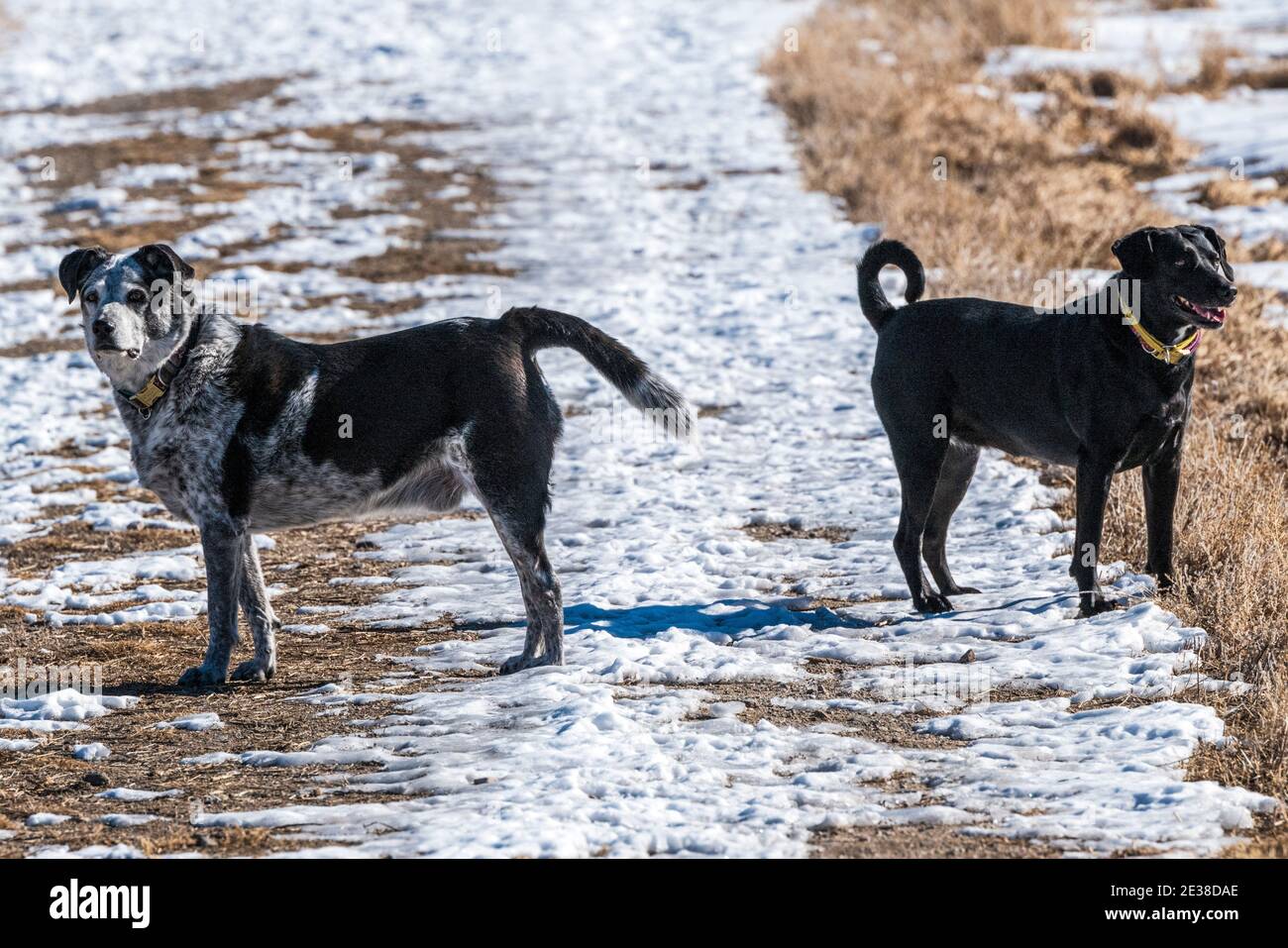 Mischlingshund läuft auf einer zentralen Colorado Ranch; USA Stockfoto