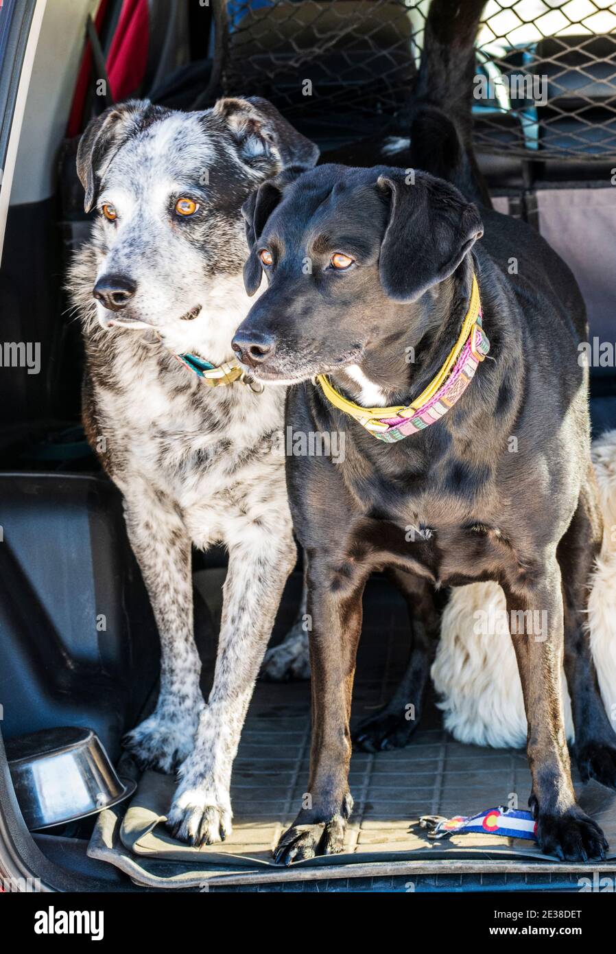 Drei Hunde auf der Rückseite eines SUV Stockfoto