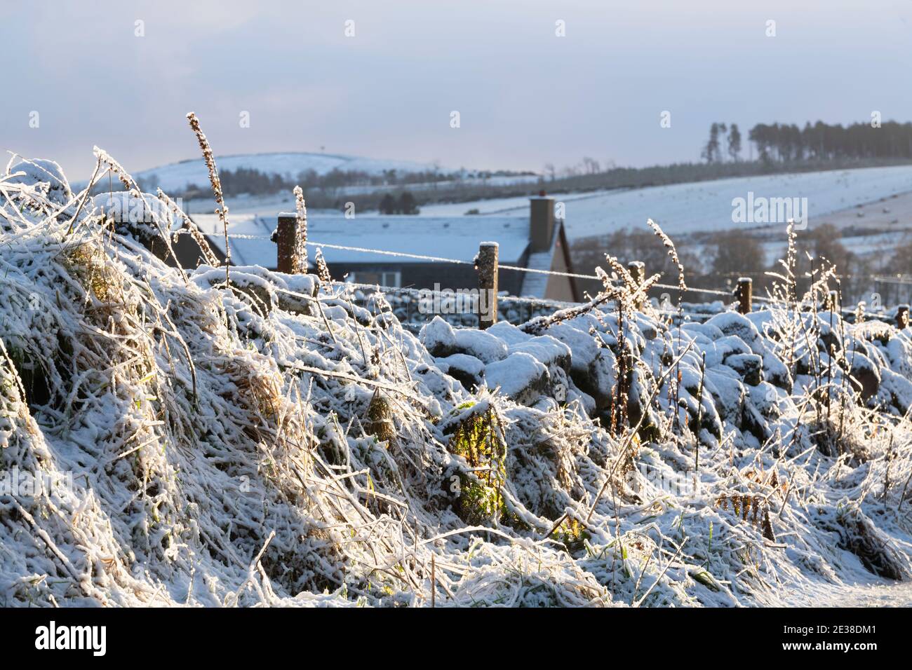 Ein Lebensraum für Wildtiere im Winter: Gräser und ungezüchtete, raue Vegetation bedeckt mit Schnee vor einer trockenen Steinmauer am frühen Morgen Sonnenschein Stockfoto