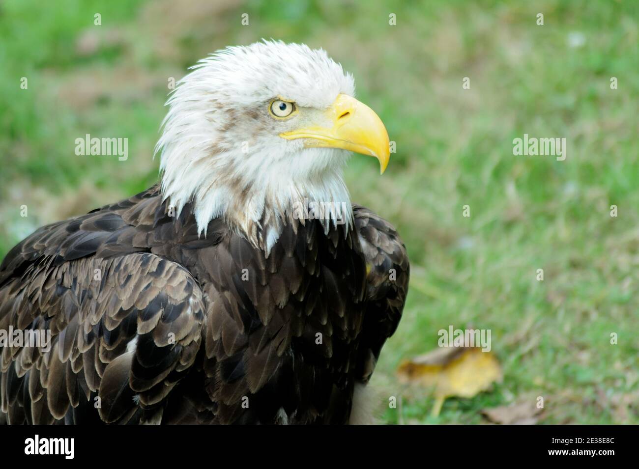 Ein amerikanisches Weißkopfseeadler-Porträt. Stockfoto
