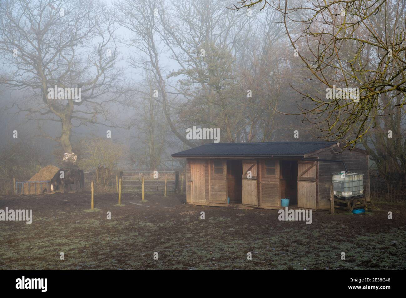 Ein Pferd auf einem Feld neben seinen Ställen in der Frühmorgens Winternebel Stockfoto