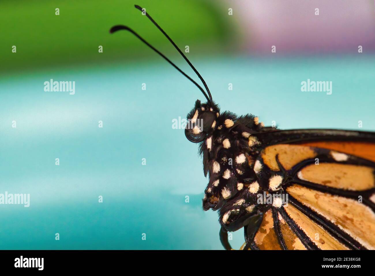 Extreme Nahaufnahme eines Monarchen Schmetterlingskopfes. Stockfoto