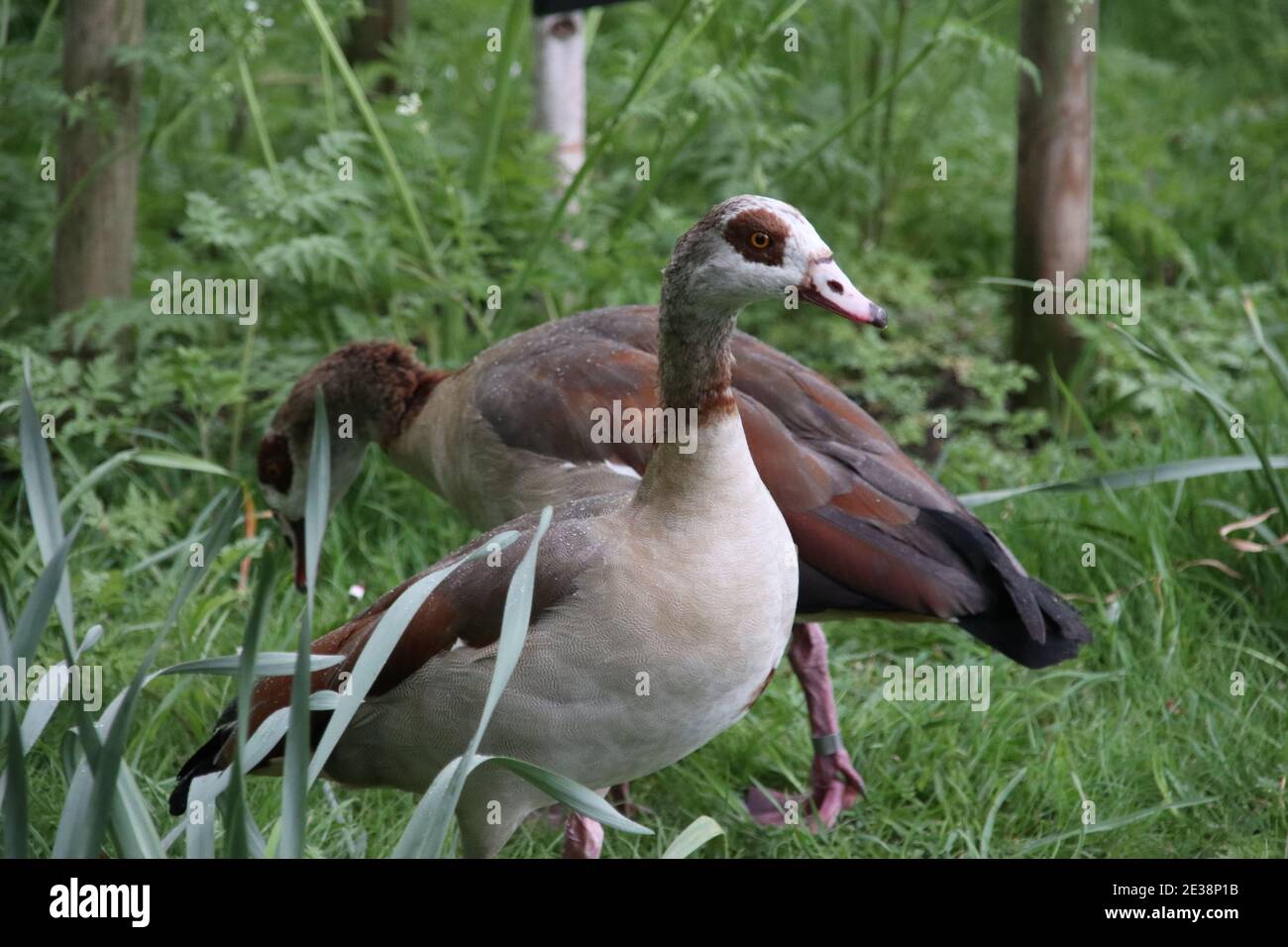 Ägyptische Gänse Stockfoto