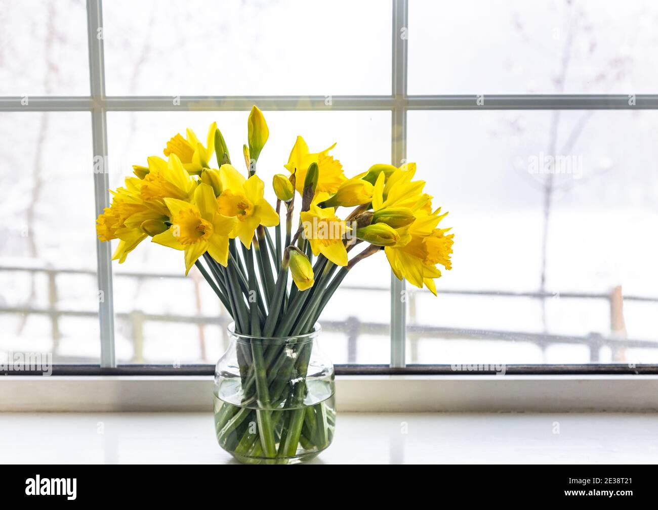 Eine Vase aus gelben Narzissen auf einer Fensterbank. Stockfoto