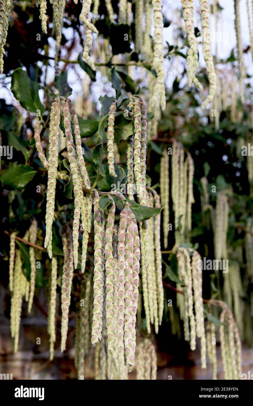 Garrya elliptica ‘James Roof’ Silk Quaste James Roof – lange ineinander verschränke Haufen blassgrüner und rosafarbener Blumen, Januar, England, Großbritannien Stockfoto