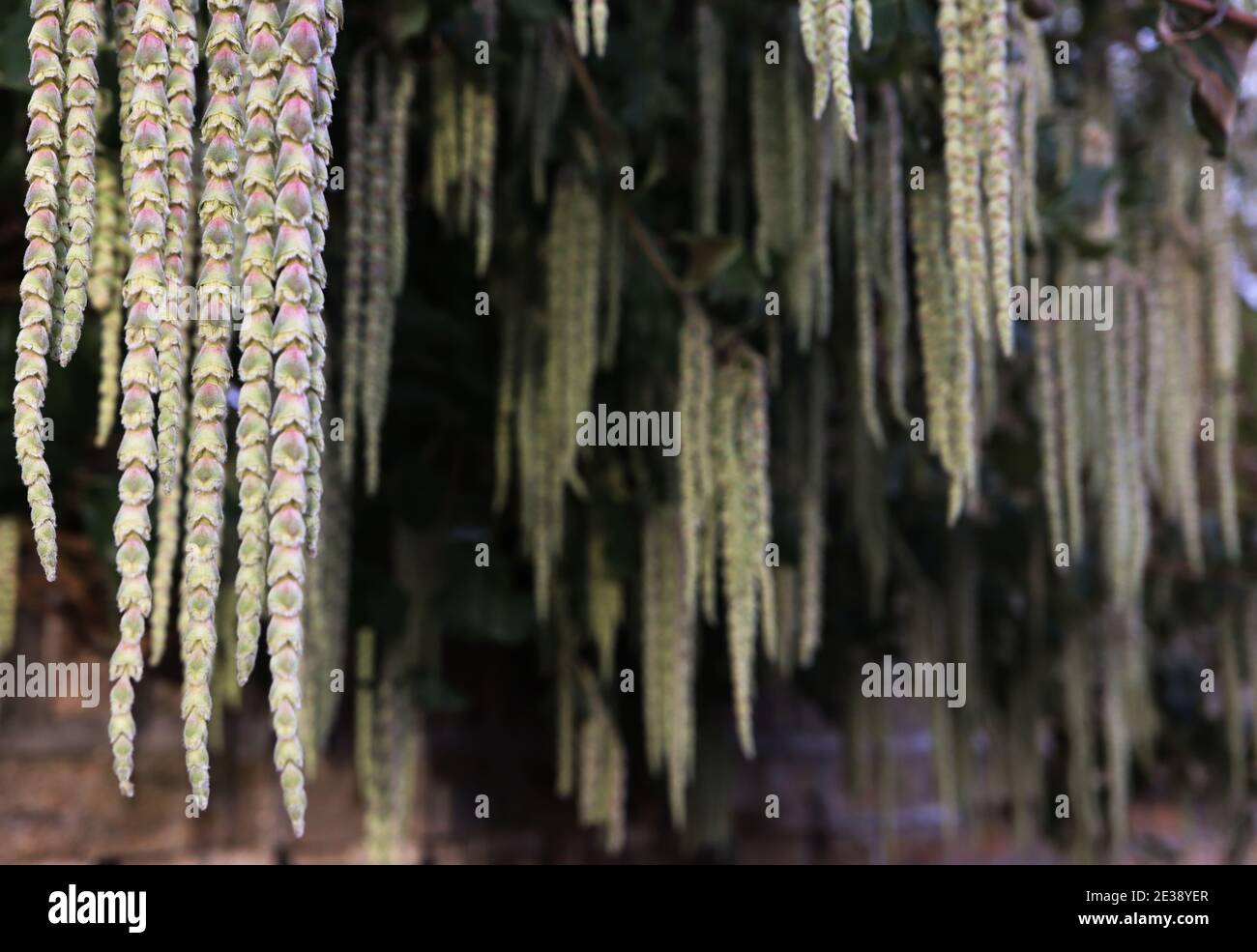 Garrya elliptica ‘James Roof’ Silk Quaste James Roof – lange ineinander verschränke Haufen blassgrüner und rosafarbener Blumen, Januar, England, Großbritannien Stockfoto